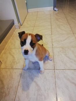 Tokyo, Staffordshire Bull Terrier