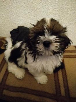 Skoll, Shih Tzu