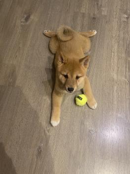 Sensei, Shiba