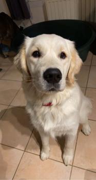 Everest, Golden Retriever