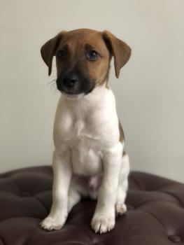 JANKO ROSEMBERG C., Fox Terrier De Pelo Liso