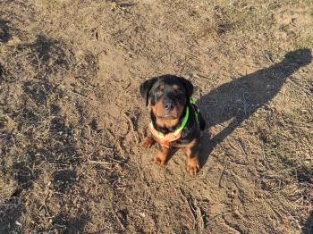 Groot Grogu, Rottweiler