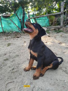 Sacha, Rottweiler