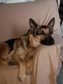 Richie, Perro Pastor Alemán
