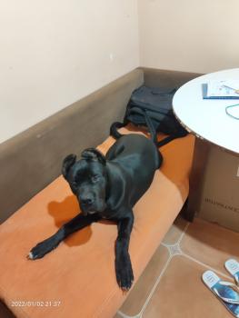 Kimbo, Cane Corso