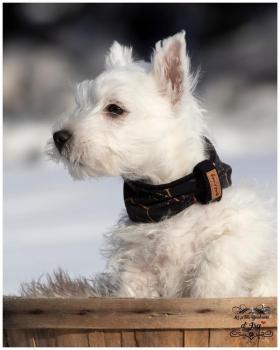 Gaston, Westies