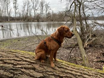 Jamie, Golden Retriever