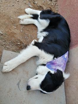 Mae Morgana, Border Collie