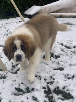 Syrius, Saint Bernard