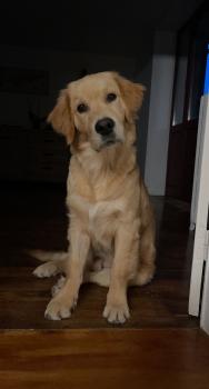Sowann, Golden Retriever