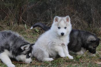 Sakura, Husky Siberiano