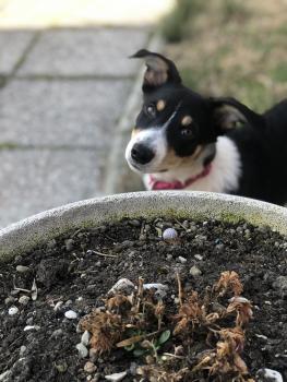 Tokyo, Border Collie