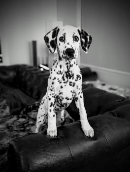Moira, Dálmata
