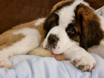 Seth, Saint Bernard