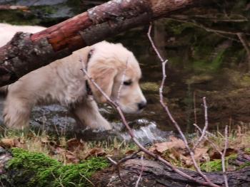 Lupo, Golden Retriever