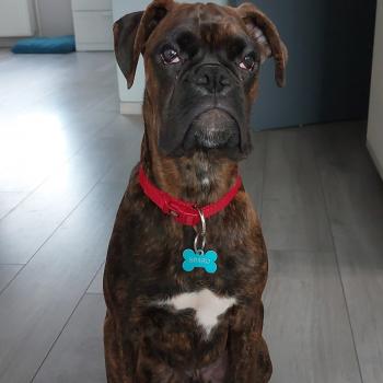 Sparo, Boxer