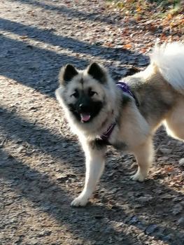 Sky, Eurasier