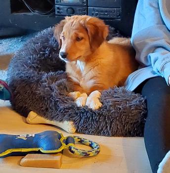 Freya, Otros perros
