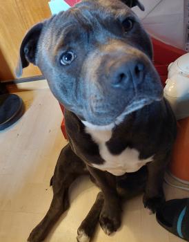 Sayko, Staffordshire Bull Terrier