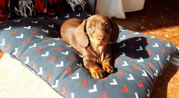 Nina, Dachshund (Pelo Largo)