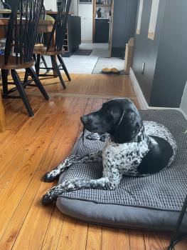 Oslo, German Shorthaired Pointer