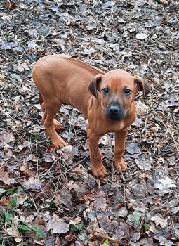 Jack, Crestado Rodesiano