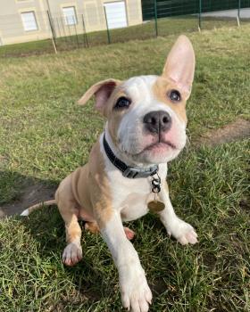 Saë, American Staff