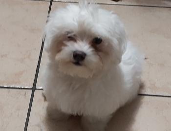Milo, Maltés
