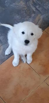 Zuri, Golden Retriever