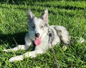 Lunna, Border Collie