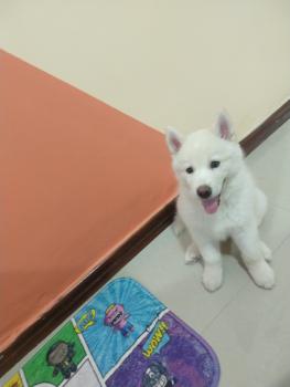 Max, Husky Siberiano
