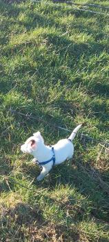 Oreo, Parson Jack Russell Terrier (De Pelaje Corto - Suave)