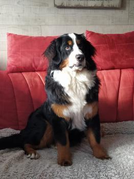 SHANA, Bouviers Bernois