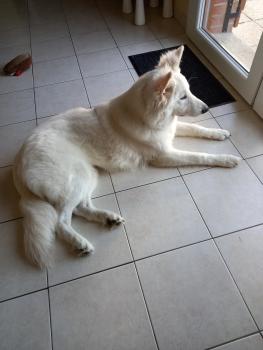 Skyp, Weißer Schweizer Schäferhund