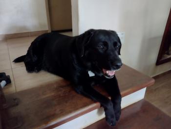 Luara, Labrador Retriever