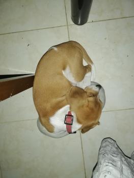 Halley, Beagle