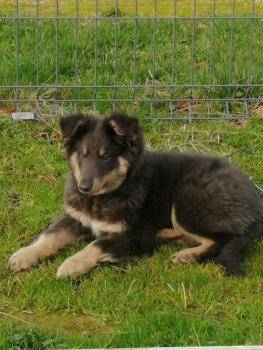 SHELBY, Shetland