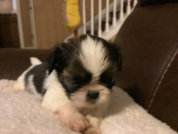 Pinkie-pie, Shih Tzu