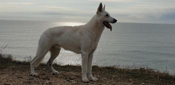Bayron, Weißer Schweizer Schäferhund