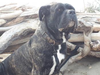 pablo, Cane Corso