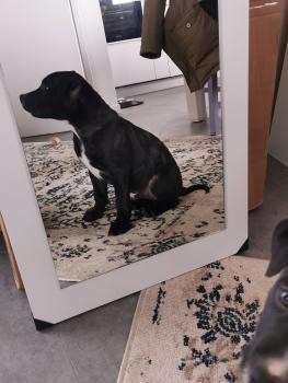 Sanka, Staffordshire Bull Terrier