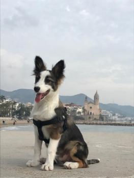 Siro, Border Collie