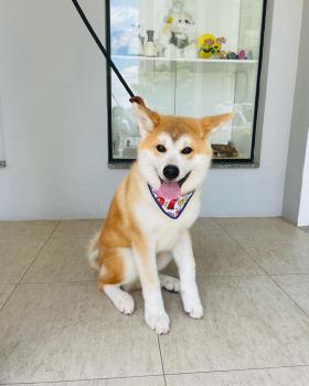Yuki, Akita Inu