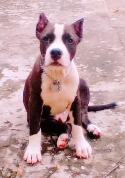 Max, American Staff