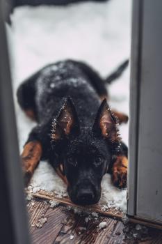 Syrin, Beauceron