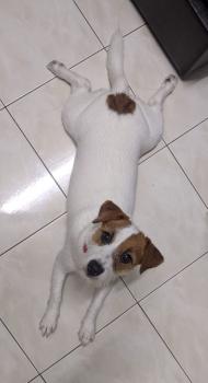 Emma, Parson Jack Russell Terrier (De Pelaje Corto - Suave)