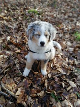 Tessla, Australian Shepherd