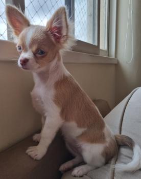 FRIDA, Chihuahua langhaariger Schlag