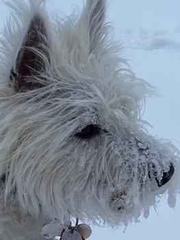 Agatha, West highland white terrier