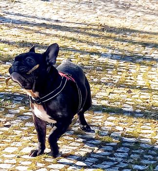 Kira, Bulldog Francés